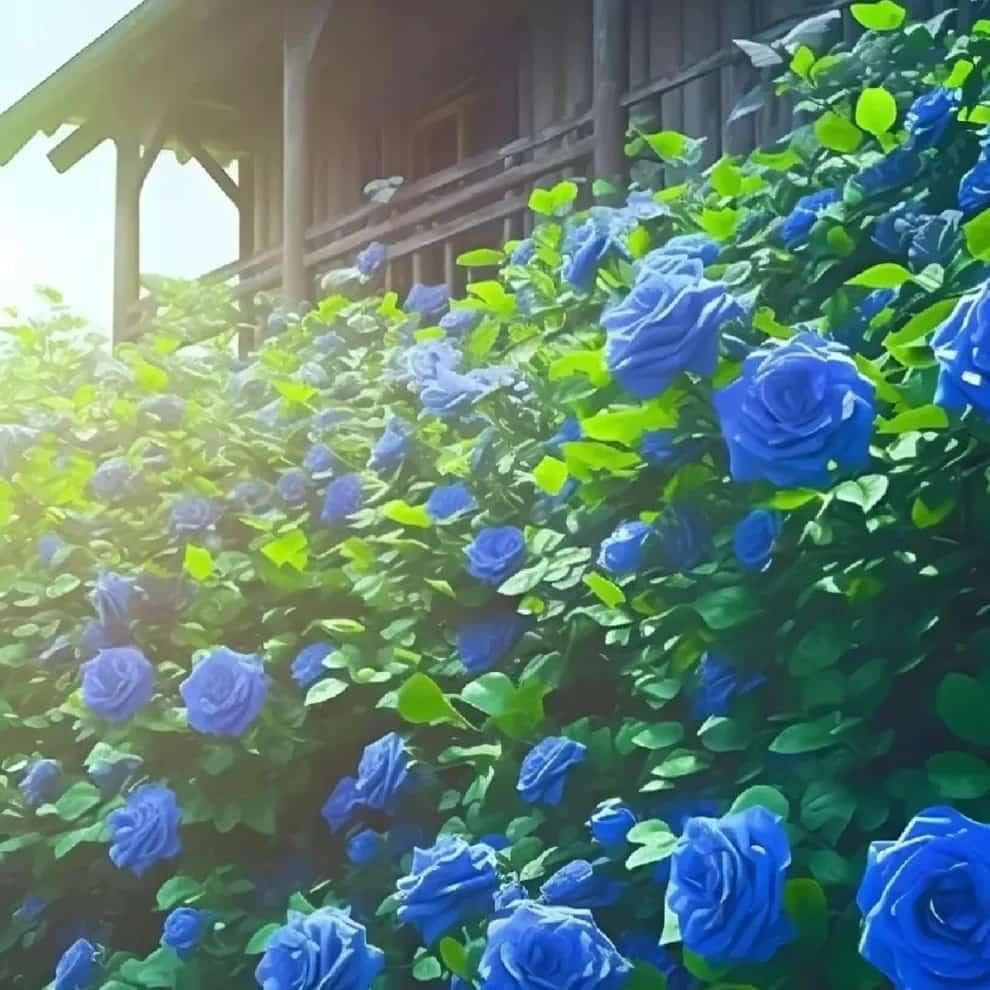 💙BLUE ENCHANTRESS ROSE SEEDS🌹