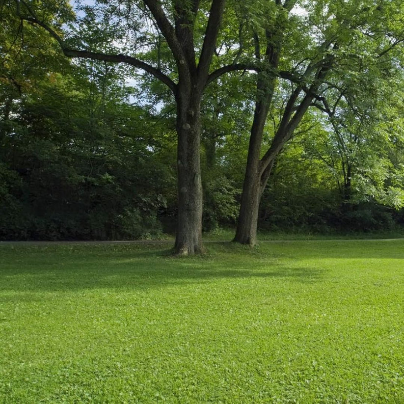 Imported American Bermuda Lawn Grass Seeds