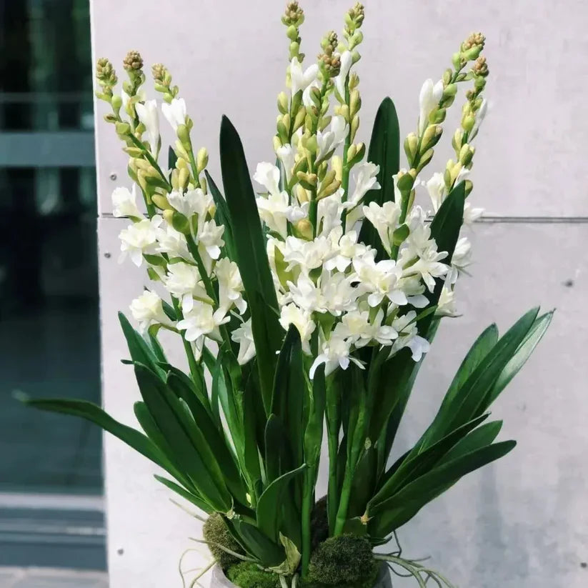 Rajnigandha Double Patel Tuberose Bulbs🌸 (Buy 1 Get 1 Free)