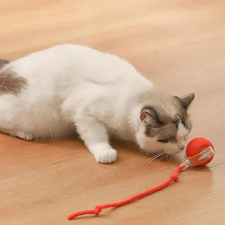 Smart Cat Rolling Ball
