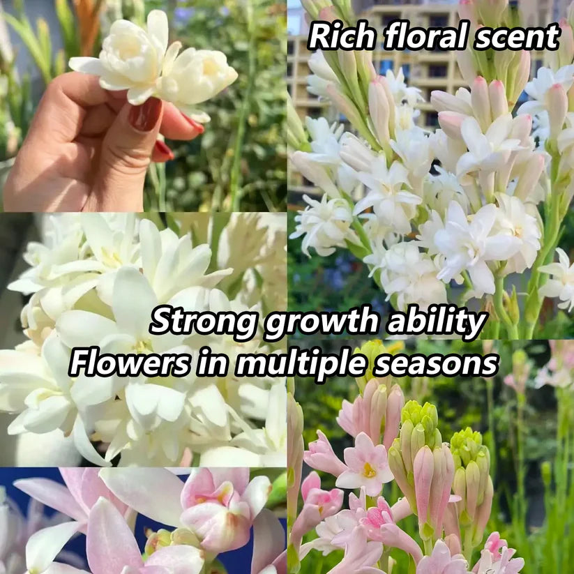 Rajnigandha Double Patel Tuberose Bulbs🌸 (Buy 1 Get 1 Free)
