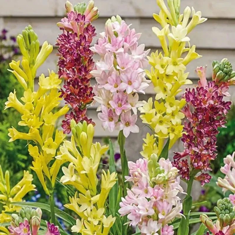 Rajnigandha Double Patel Tuberose Bulbs🌸 (Buy 1 Get 1 Free)