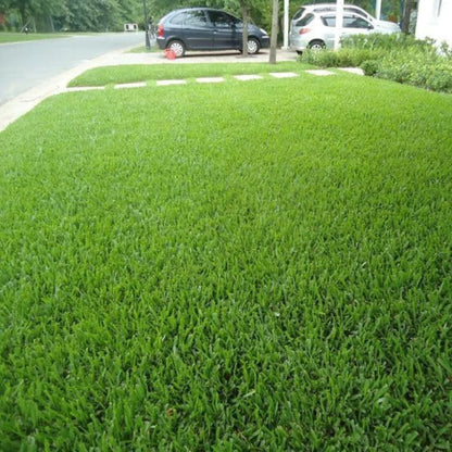 Imported American Bermuda Lawn Grass Seeds