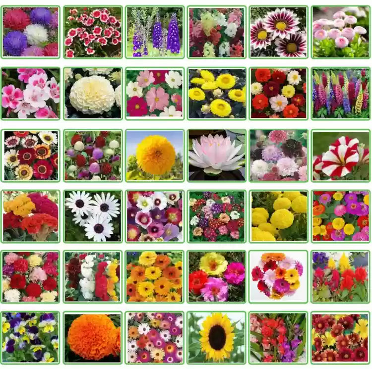 🔥PREMIUM MIX FLOWER SEEDS🔥
