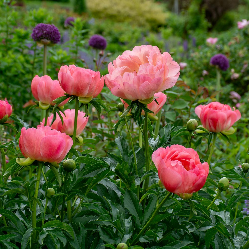 Beautiful Peony Flower Seeds - For Your Garden 🌸