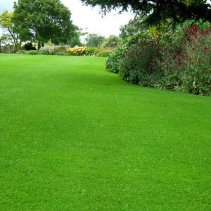 Imported American Bermuda Lawn Grass Seeds