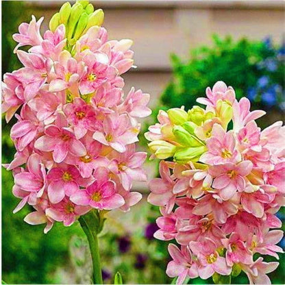 Rajnigandha Double Patel Tuberose Bulbs🌸 (Buy 1 Get 1 Free)