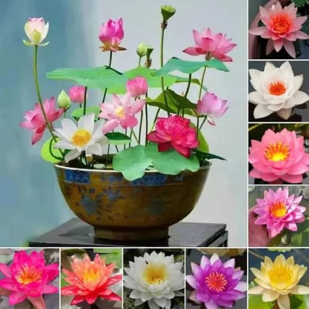 Bonsai Lotus Flower Seeds (Buy 40 Get 40 Free)