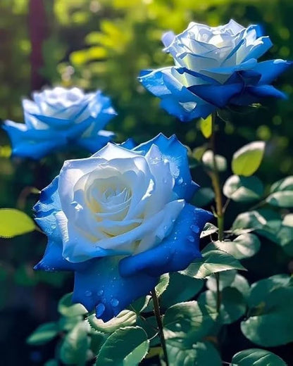 💙BLUE ENCHANTRESS ROSE SEEDS🌹