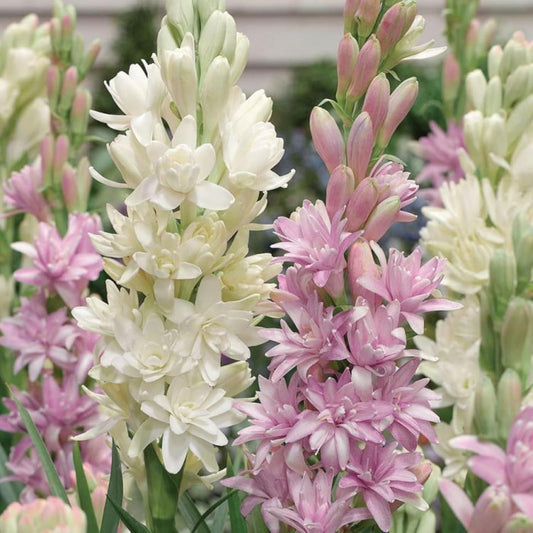 Rajnigandha Double Patel Tuberose Bulbs🌸 (Buy 1 Get 1 Free)