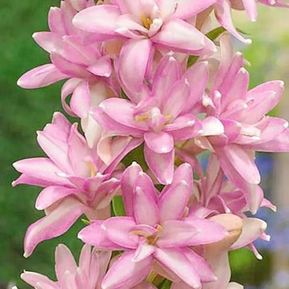 Rajnigandha Double Patel Tuberose Bulbs🌸 (Buy 1 Get 1 Free)