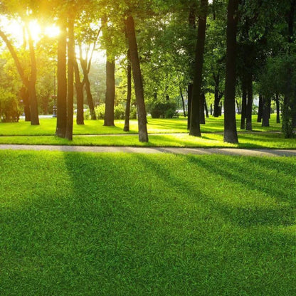 Imported American Bermuda Lawn Grass Seeds