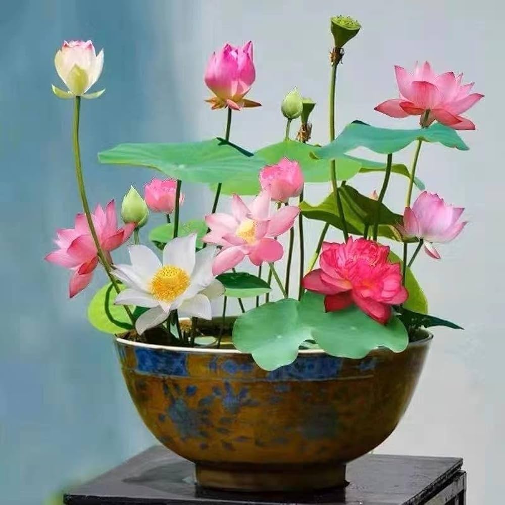 Bonsai Lotus Flower Seeds (Buy 40 Get 40 Free)