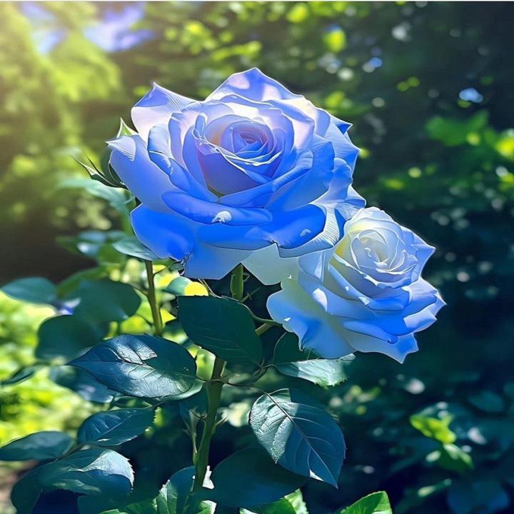 💙BLUE ENCHANTRESS ROSE SEEDS🌹