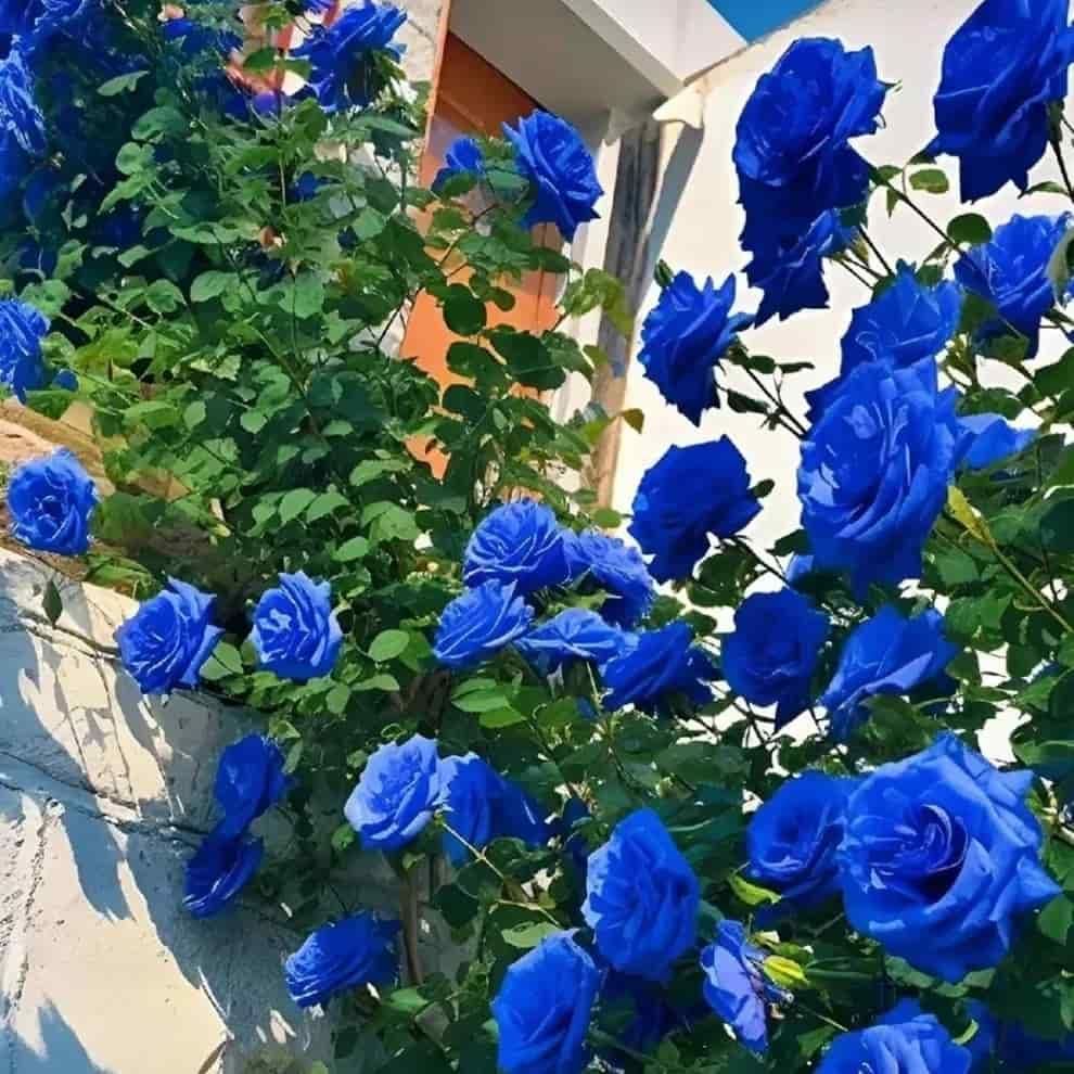 💙BLUE ENCHANTRESS ROSE SEEDS🌹