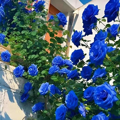 💙BLUE ENCHANTRESS ROSE SEEDS🌹