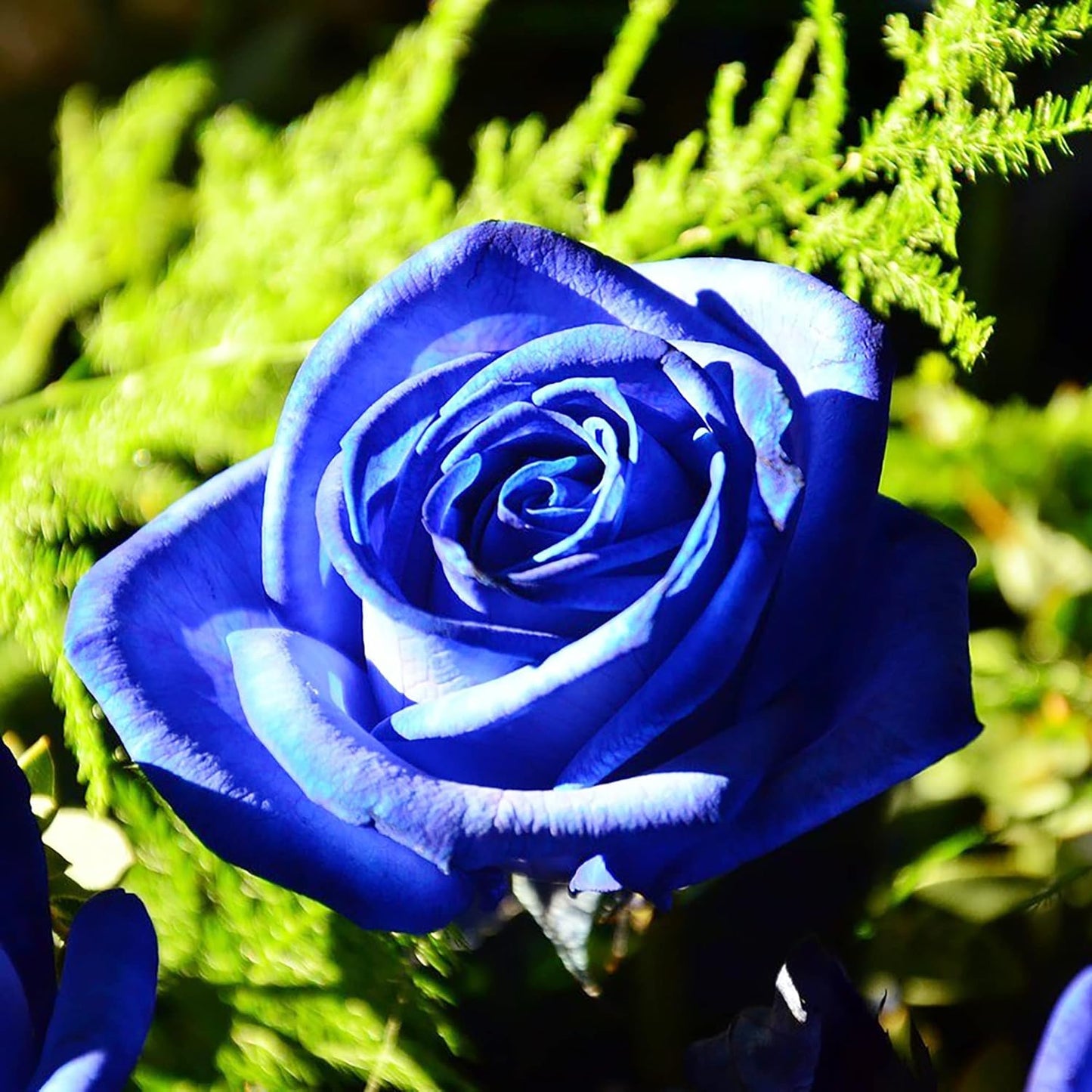 💙BLUE ENCHANTRESS ROSE SEEDS🌹