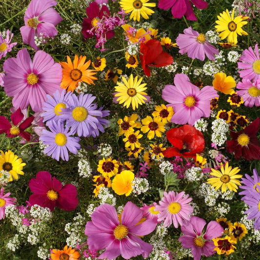 🔥PREMIUM MIX FLOWER SEEDS🔥