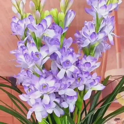 Rajnigandha Double Patel Tuberose Bulbs🌸 (Buy 1 Get 1 Free)