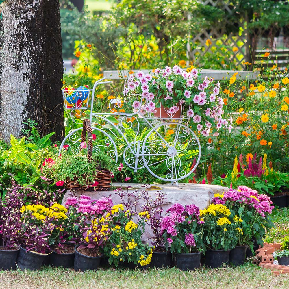 🔥PREMIUM MIX FLOWER SEEDS🔥