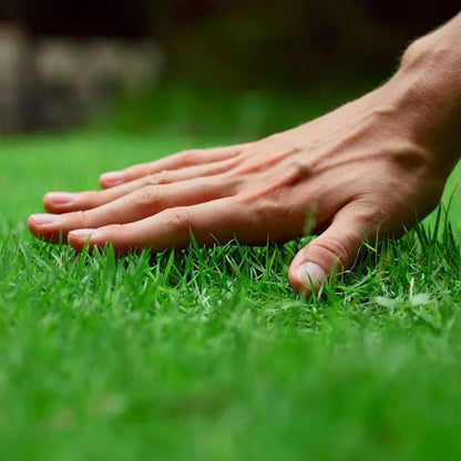 Imported American Bermuda Lawn Grass Seeds