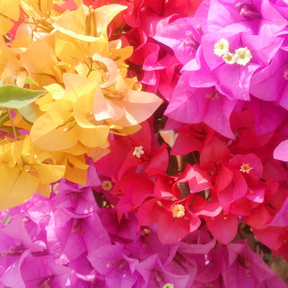 Mix Colour Bougainvillea Flower Seeds