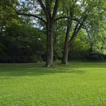 Imported American Bermuda Lawn Grass Seeds