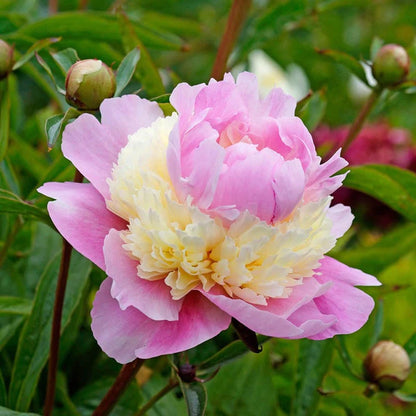 Beautiful Peony Flower Seeds - For Your Garden 🌸