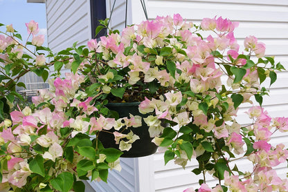 Mix Colour Bougainvillea Flower Seeds