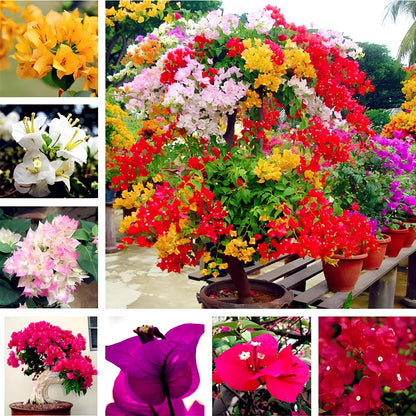 Mix Colour Bougainvillea Flower Seeds