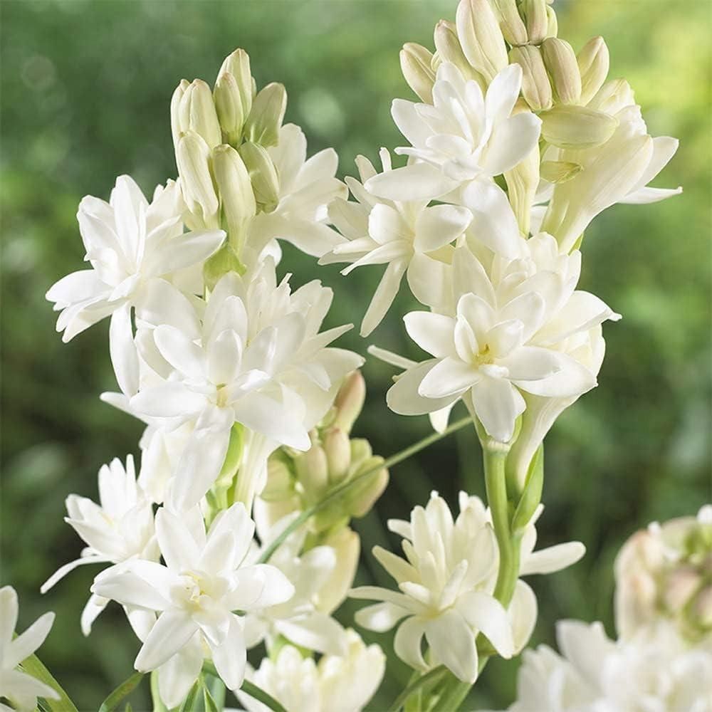 Rajnigandha Double Patel Tuberose Bulbs🌸 (Buy 1 Get 1 Free)