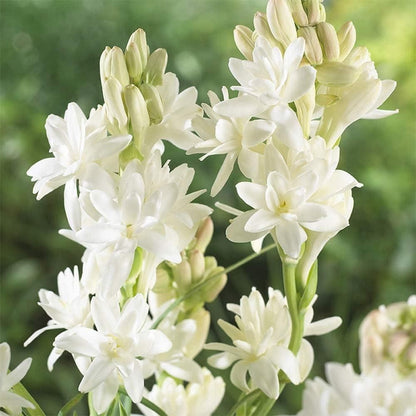 Rajnigandha Double Patel Tuberose Bulbs🌸 (Buy 1 Get 1 Free)