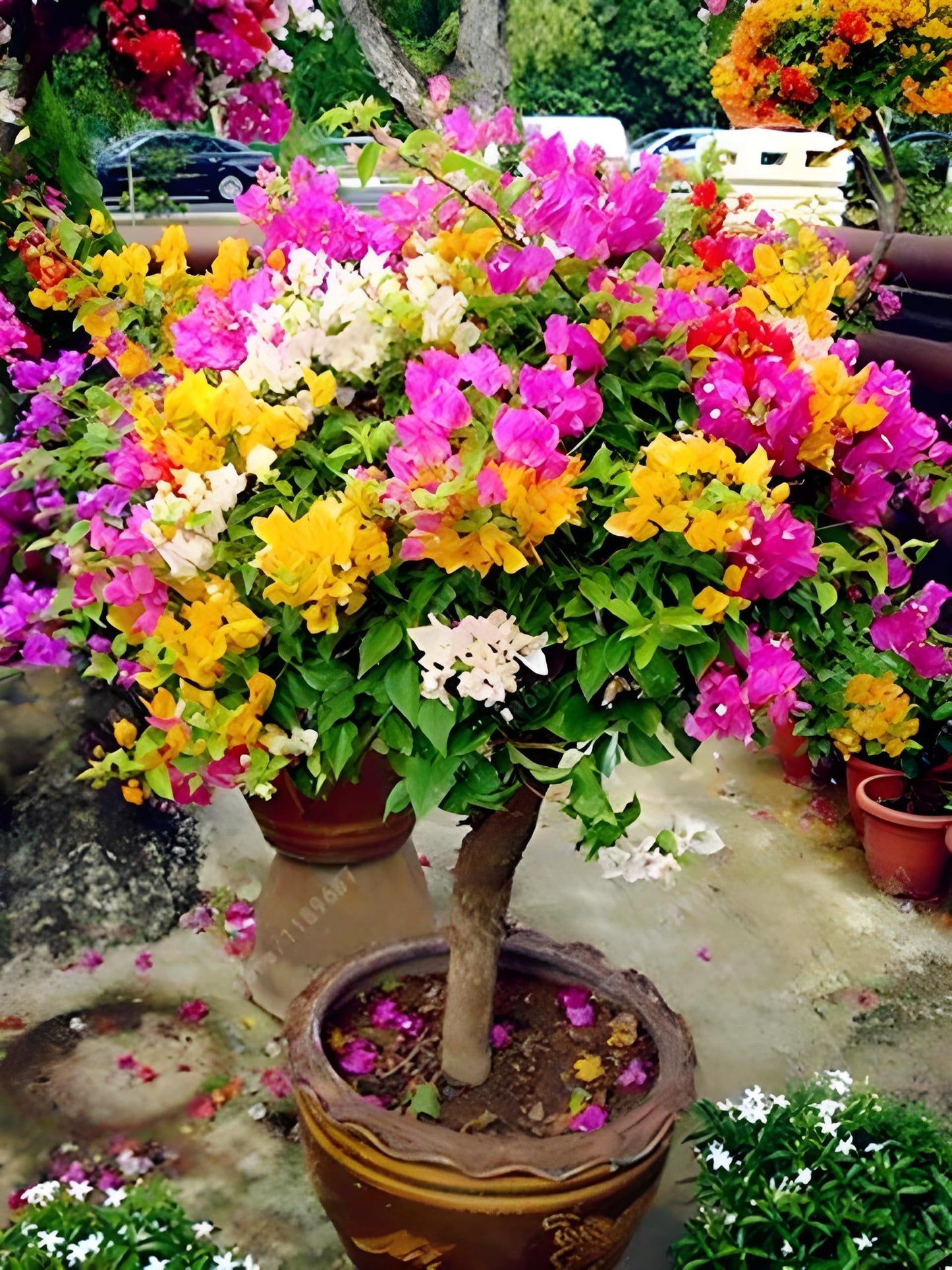 Mix Colour Bougainvillea Flower Seeds