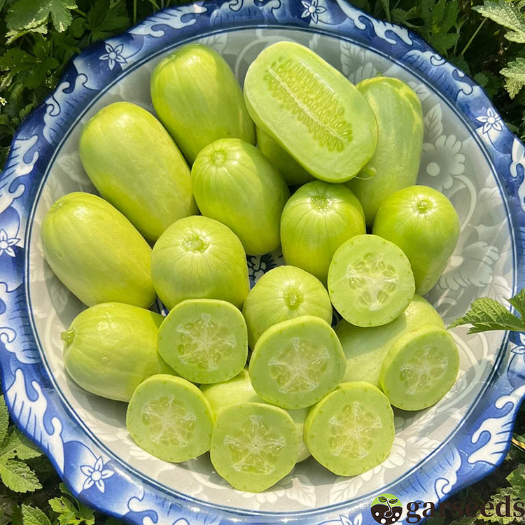 Golden Boy Lady Cucumber