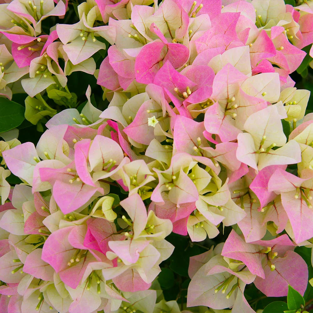 Mix Colour Bougainvillea Flower Seeds