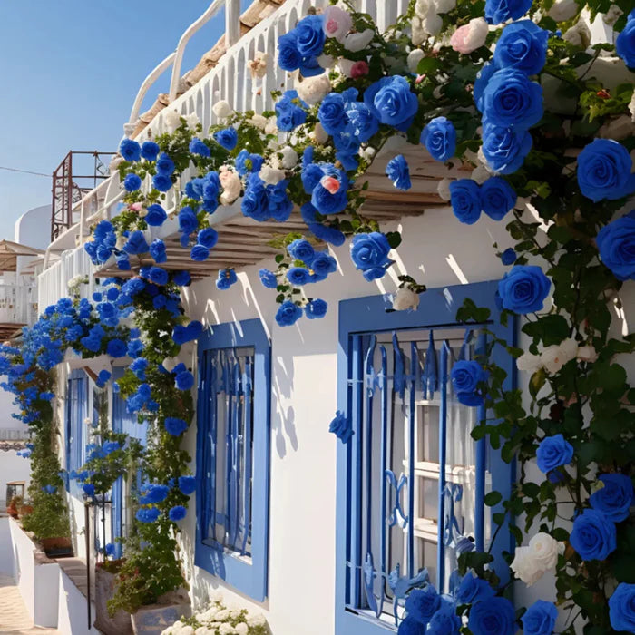 💙BLUE ENCHANTRESS ROSE SEEDS🌹