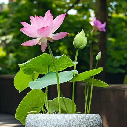 Bonsai Lotus Flower Seeds (Buy 40 Get 40 Free)