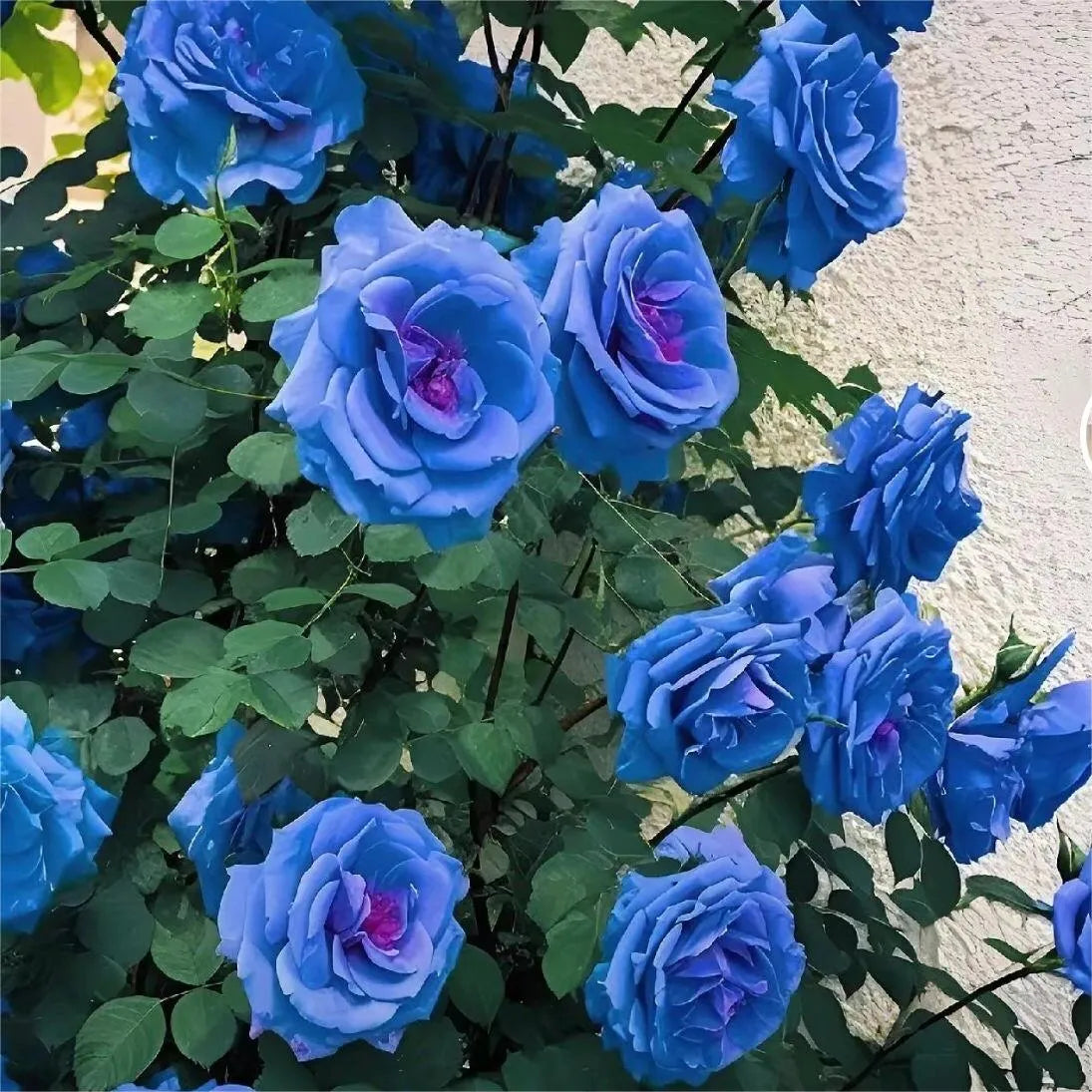 💙BLUE ENCHANTRESS ROSE SEEDS🌹