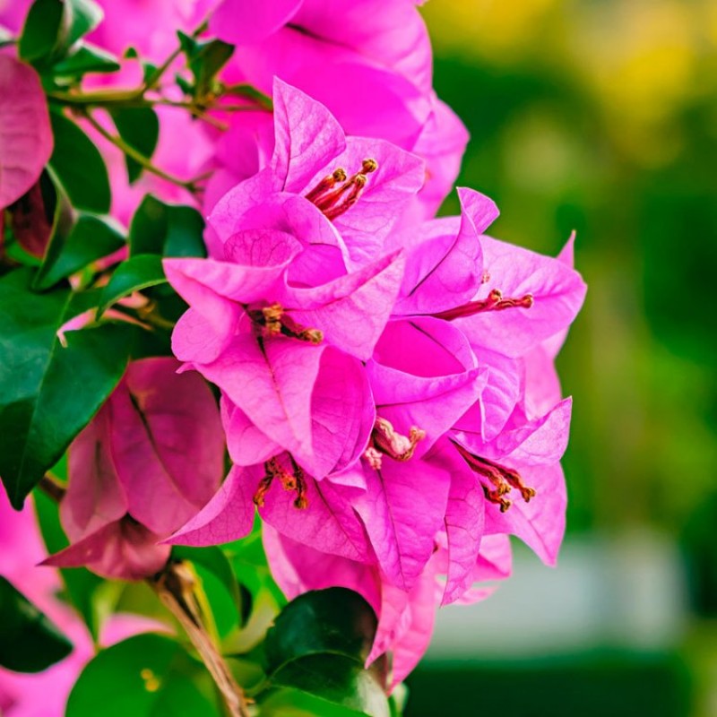Mix Colour Bougainvillea Flower Seeds