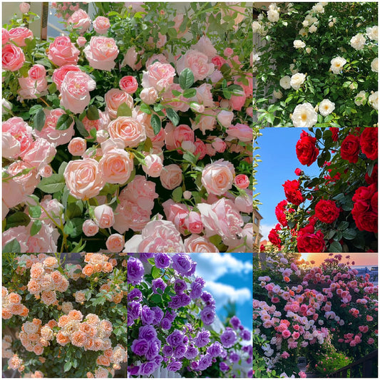🌹Climbing Rose—Year-Round Blooming