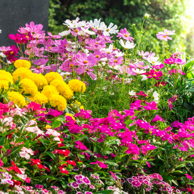🔥PREMIUM MIX FLOWER SEEDS🔥