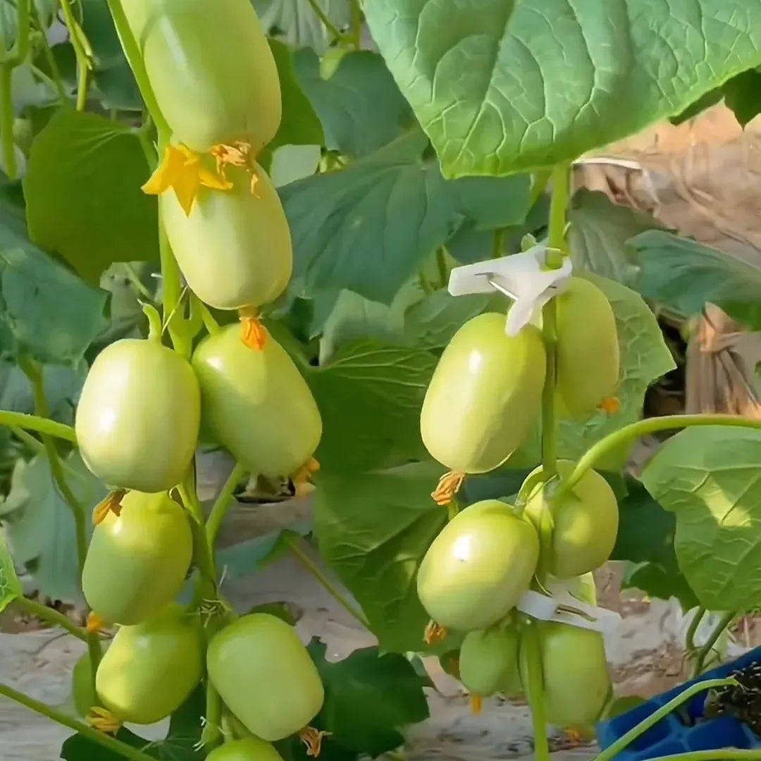 Golden Boy Lady Cucumber
