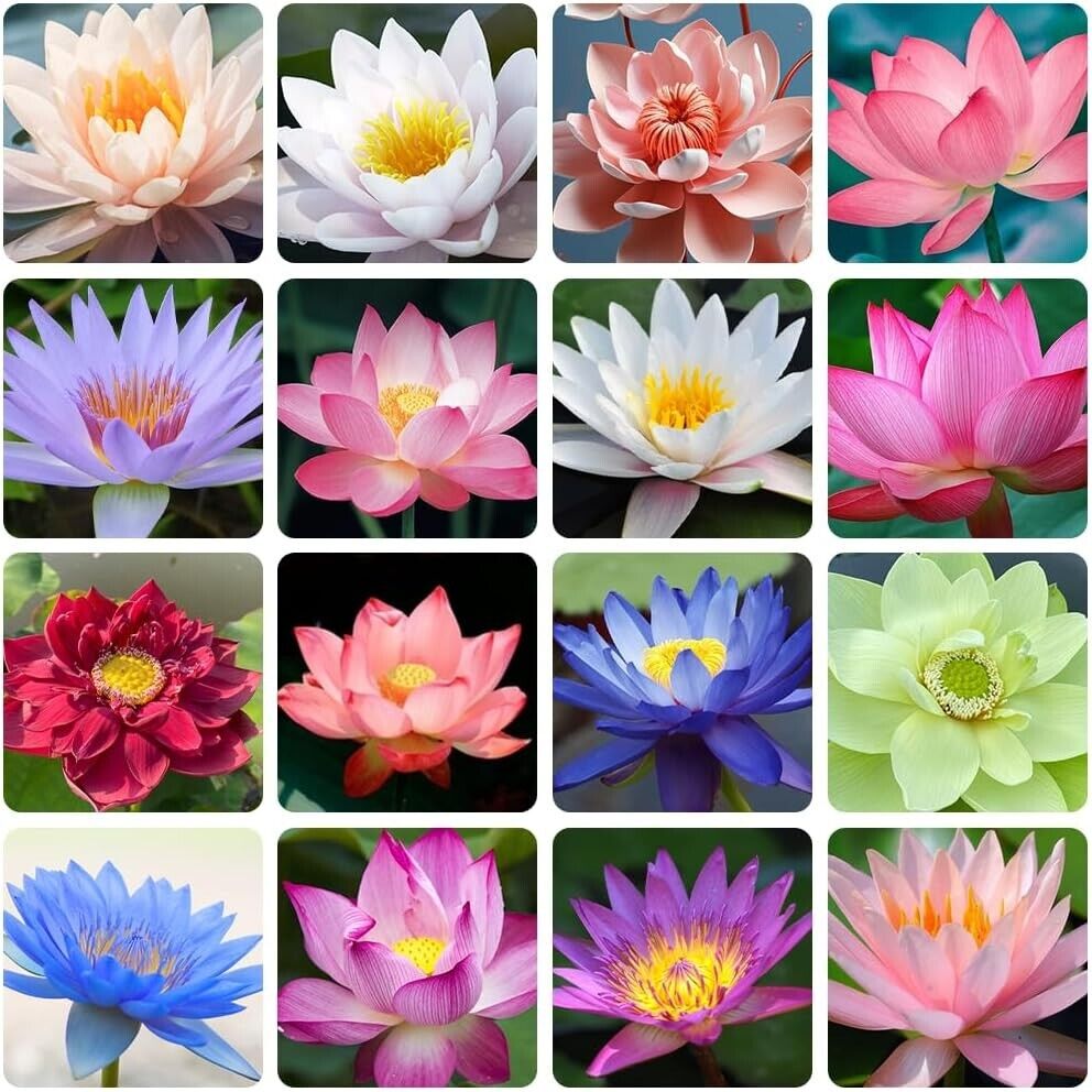 Bonsai Lotus Flower Seeds (Buy 40 Get 40 Free)