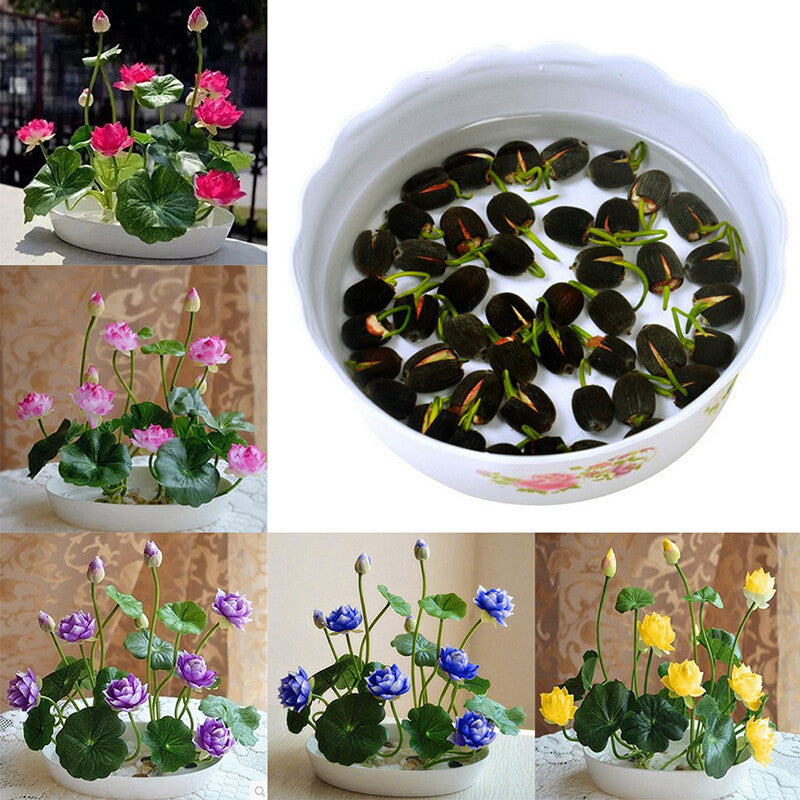 Bonsai Lotus Flower Seeds (Buy 40 Get 40 Free)